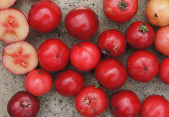 fruta com e